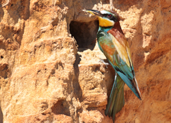 Birdwatching - Met Nature, Consultoria e Serviços